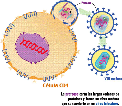 Inhibidores de Proteasa3